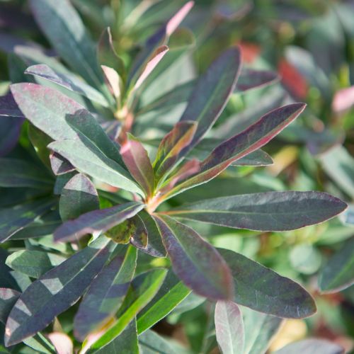 EUPHORBIA